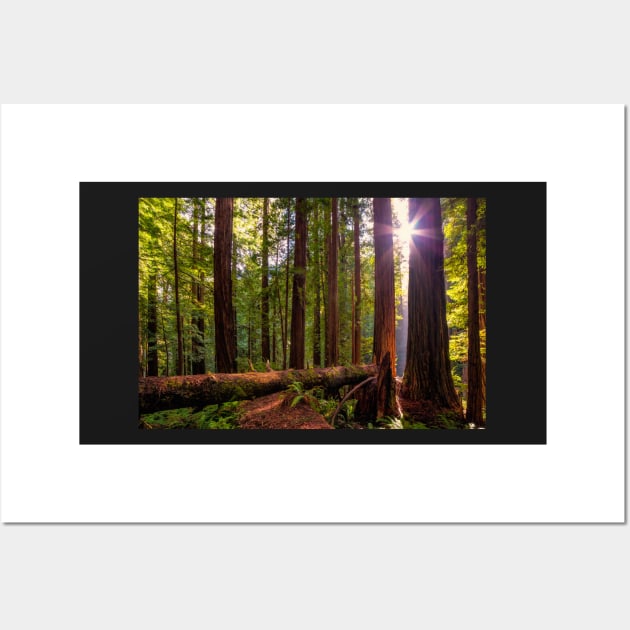 Redwood Forest at Sunset Wall Art by JeffreySchwartz